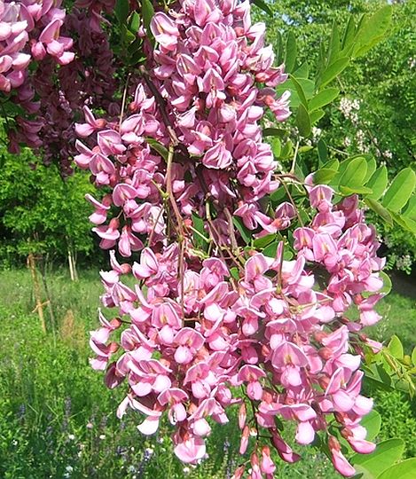 Robinia Georgia